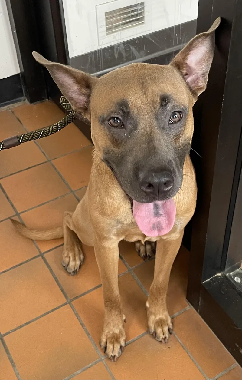 A young medium-sized male Bicolor Black Mouth Cur dog named Patrick HOLD for adoption in Canton, OH