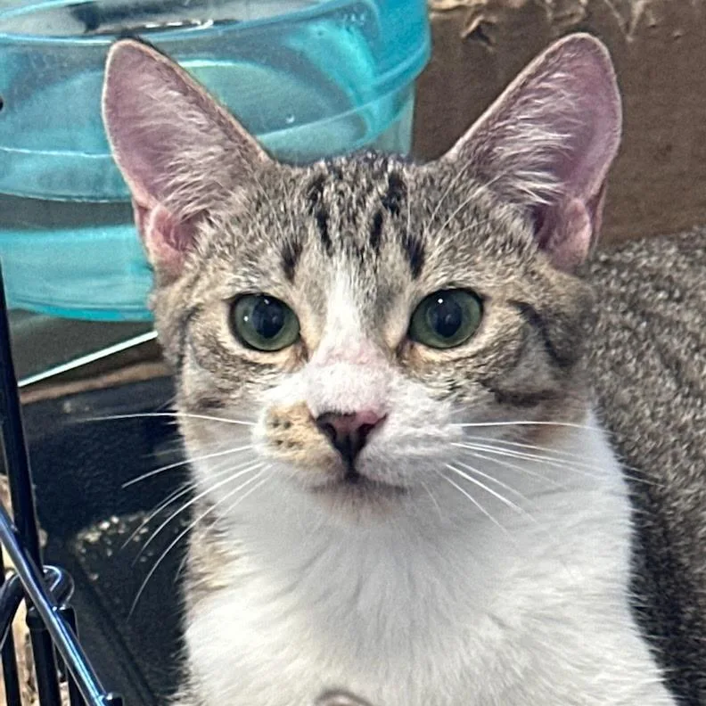 A baby small-sized female White Domestic Short Hair cat named Nadya for adoption in San Diego, CA