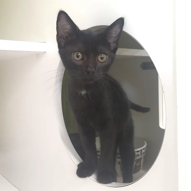 A baby small-sized female Black Domestic Short Hair cat named Sullouette for adoption in Rochester, MN