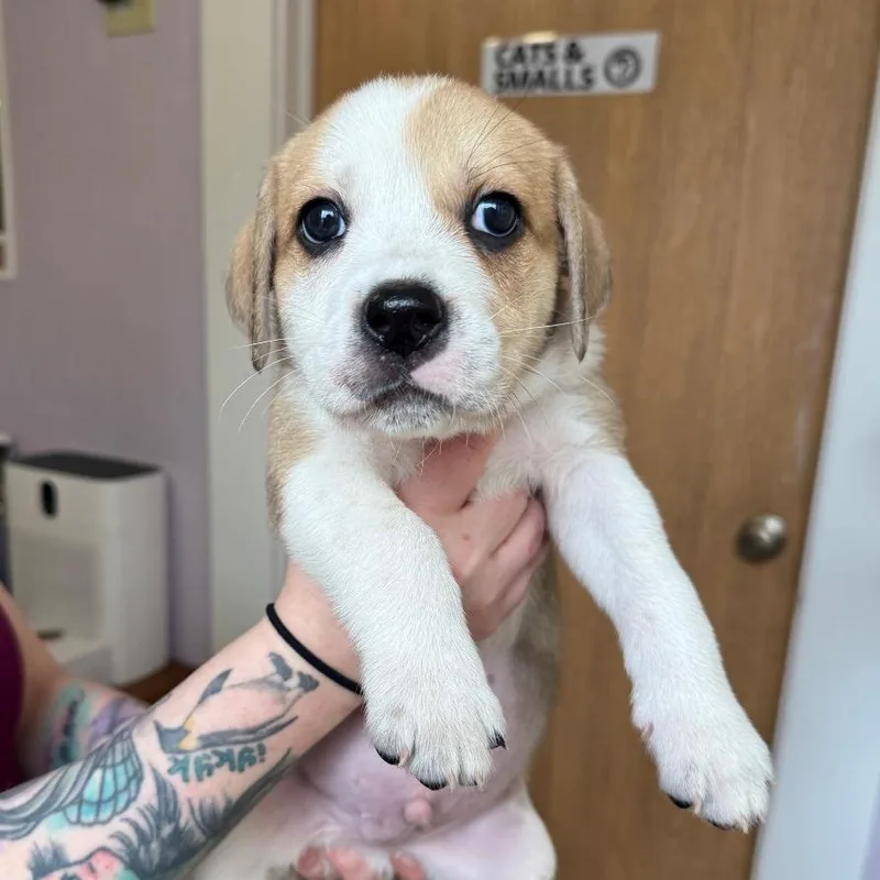 A baby medium-sized male Brown / Chocolate Cattle Dog dog named Sanders for adoption in Madison, WI