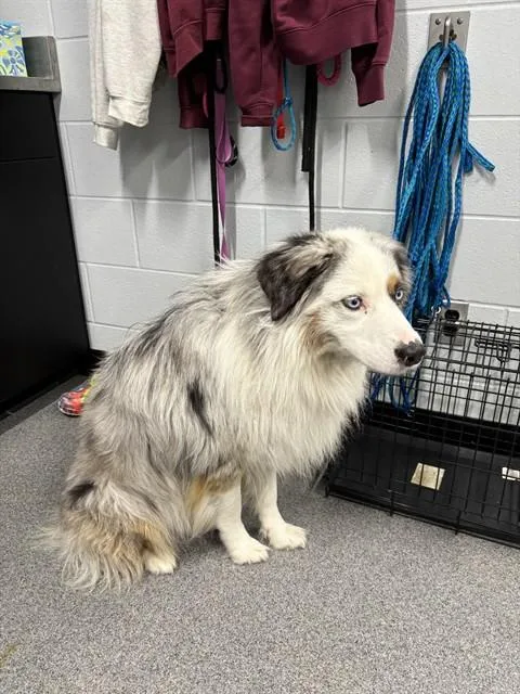 An adult medium-sized male Australian Shepherd dog named Mascato for adoption in Kalamazoo, MI