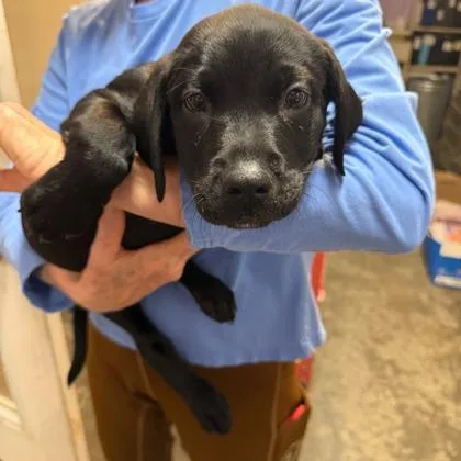 A young medium-sized male Black Mixed Breed dog named Mounds for adoption in Lansing, MI