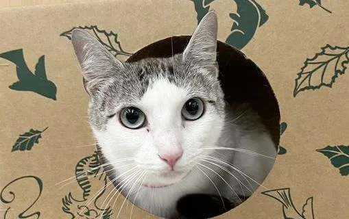 A young medium-sized female Domestic Medium Hair cat named Jill for adoption in Saint Louis, MO