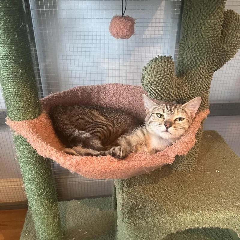 A young small-sized female Gray / Blue / Silver Domestic Short Hair cat named Beanie for adoption in Normal, IL