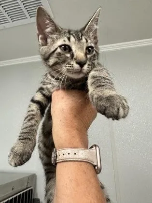 A baby small-sized male Domestic Short Hair cat named Buster $ @ Petco for adoption in Seneca, SC