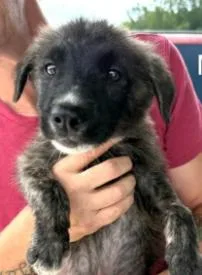 A baby small-sized male Anatolian Shepherd dog named Onyx Gemstone for adoption in Waunakee, WI