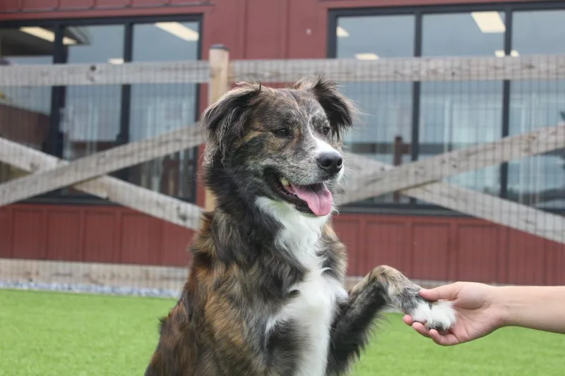 An adult medium-sized female Brindle Shepherd dog named Pico for adoption in Chestertown, MD