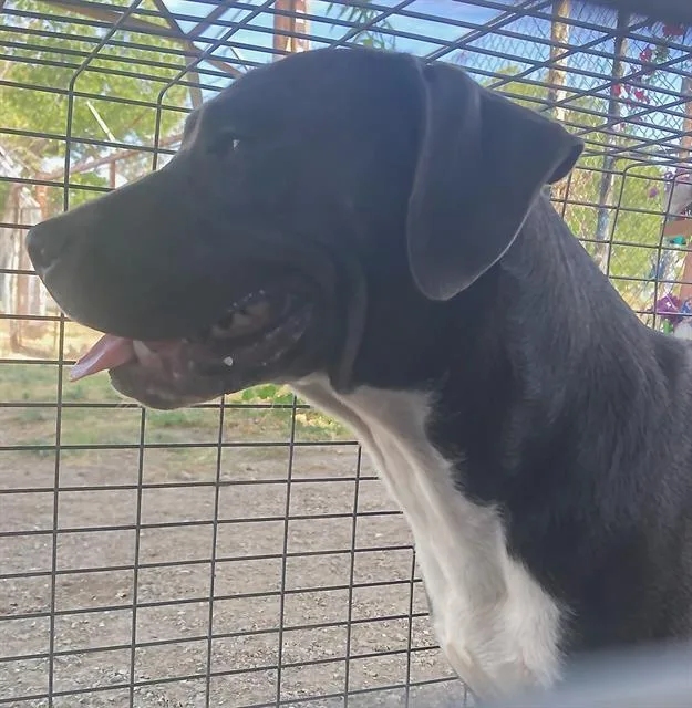 A young medium-sized male Mixed Breed dog named Albert for adoption in Dallas, TX