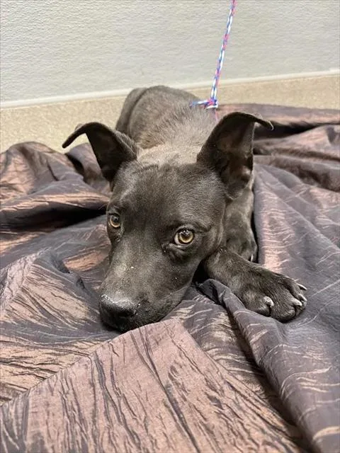 A young small-sized female Labrador Retriever dog named Analise for adoption in Las Vegas, NV