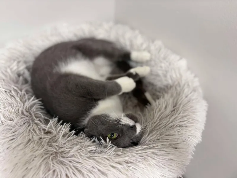 An adult medium-sized female Domestic Short Hair cat named Koala for adoption in Fulton, NY