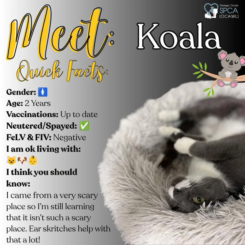 Koala thumbnail 4