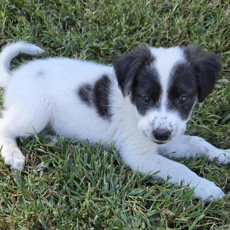 A baby medium-sized female Black Border Collie dog named Tansy for adoption in Springfield, MO