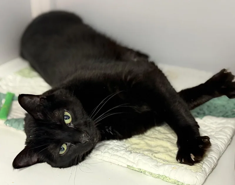 A young medium-sized male Black Domestic Short Hair cat named Zayan for adoption in Alexandria, VA