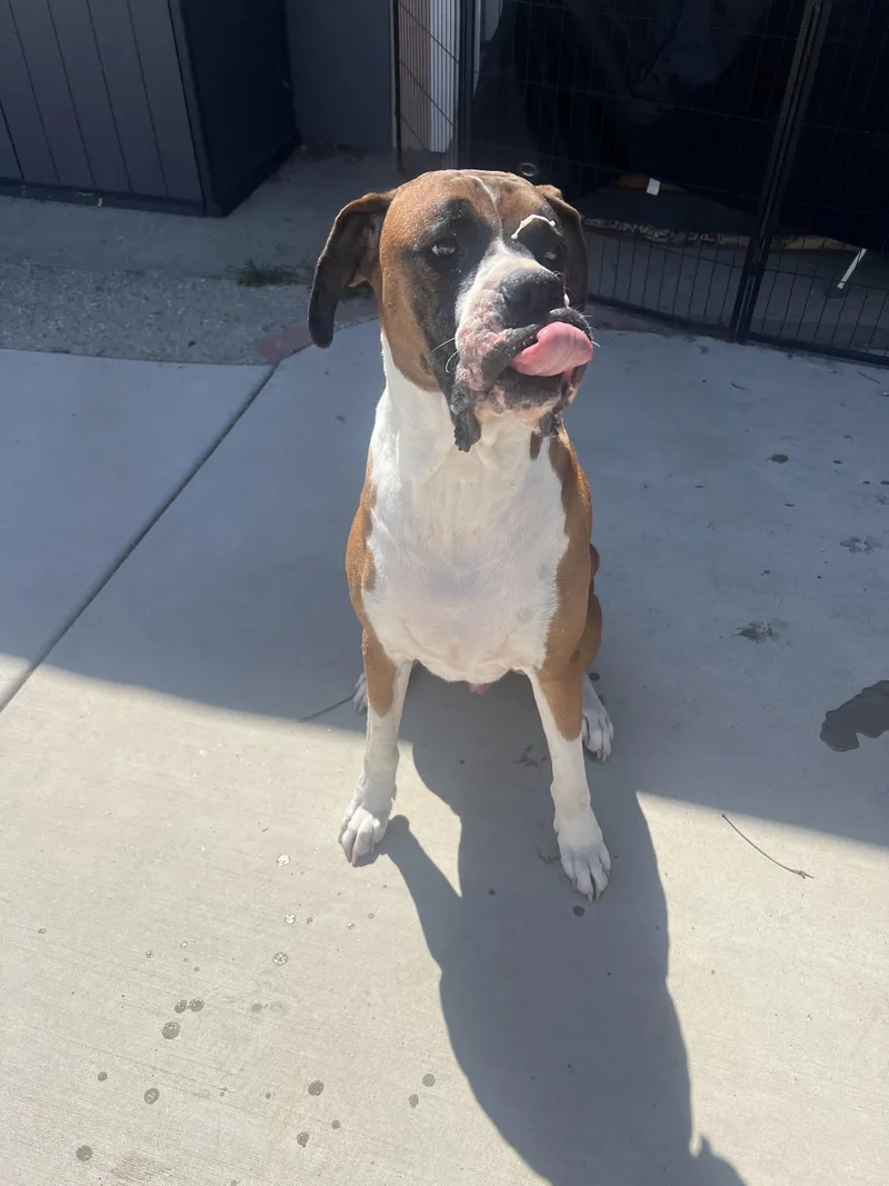 An adult medium-sized male Boxer dog named Boots for adoption in Monrovia , CA
