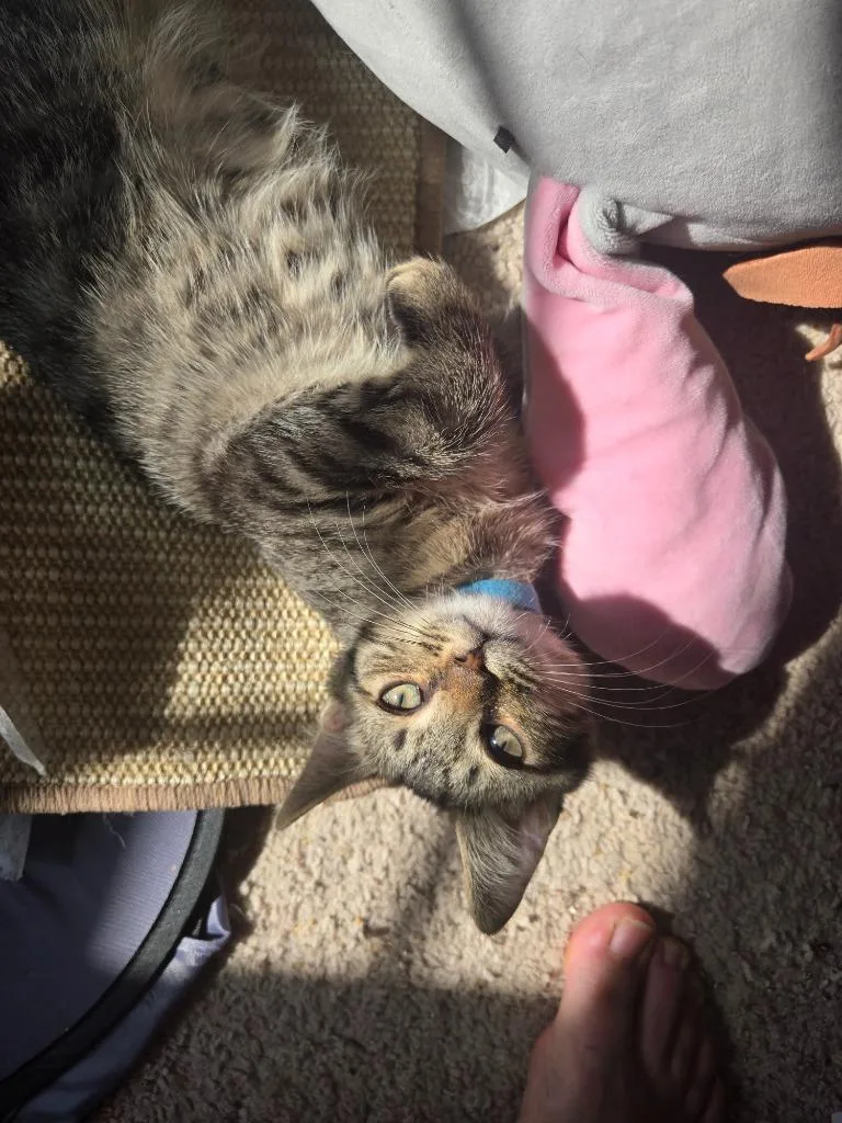 A baby medium-sized male Domestic Short Hair cat named Splash for adoption in Evans, GA