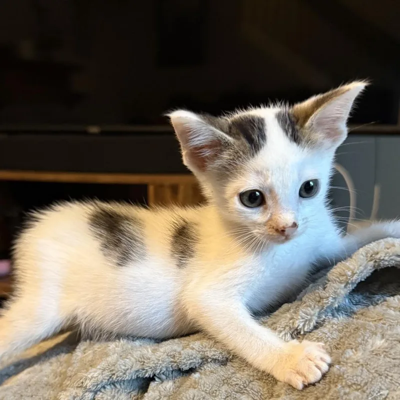 A baby small-sized male White Domestic Short Hair cat named Honky Cat for adoption in Boerne, TX