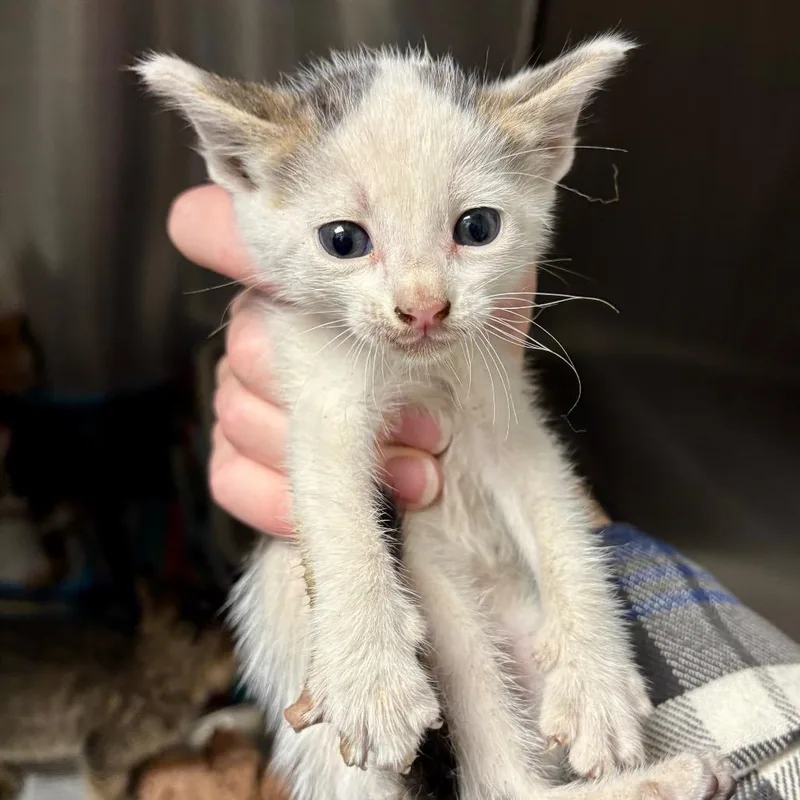 Honky Cat thumbnail 2