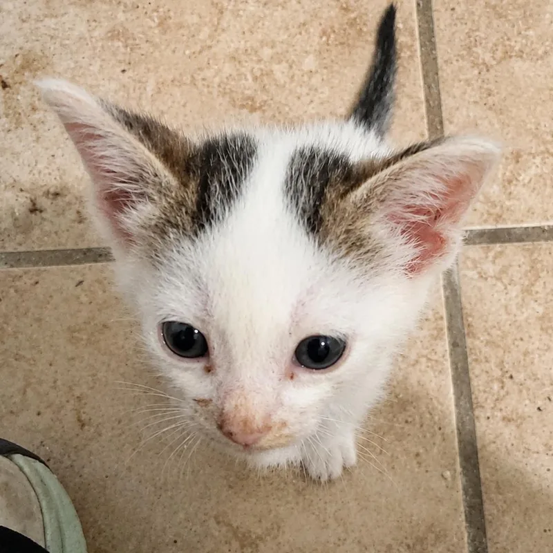 Honky Cat thumbnail 3