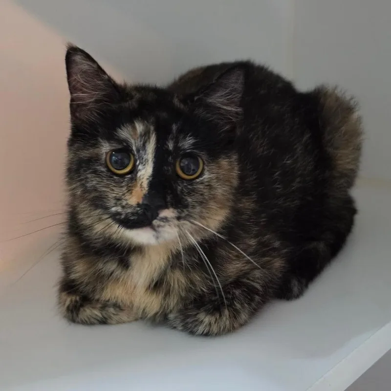 A young small-sized female Tortoiseshell Domestic Short Hair cat named Pebble for adoption in Jefferson city, TN
