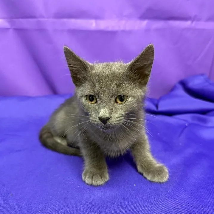 A baby small-sized male Gray / Blue / Silver Domestic Medium Hair cat named Xylem for adoption in North Myrtle Beach, SC