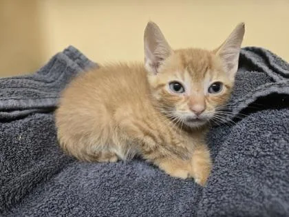 A baby small-sized male Domestic Short Hair cat named Slimer for adoption in Clarks Summit, PA