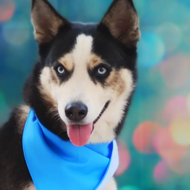A senior medium-sized male Husky dog named Haku JuM for adoption in Austin, TX