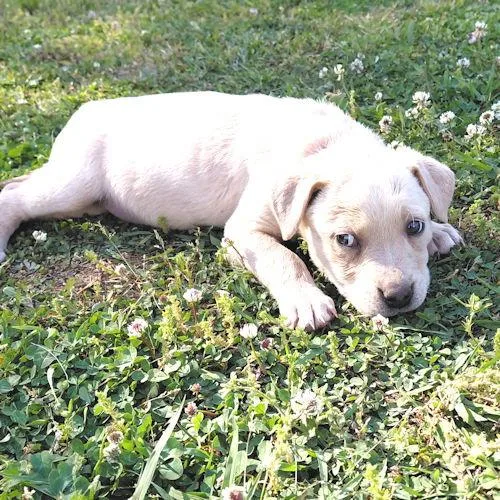 A baby medium-sized female American Bulldog dog named Diamond for adoption in Rutherfordton, NC