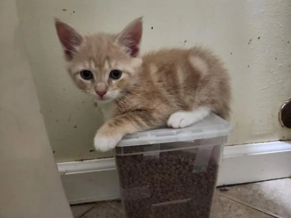 A baby medium-sized male Calico Domestic Short Hair cat named The Fab Five for adoption in Berkeley Heights, NJ
