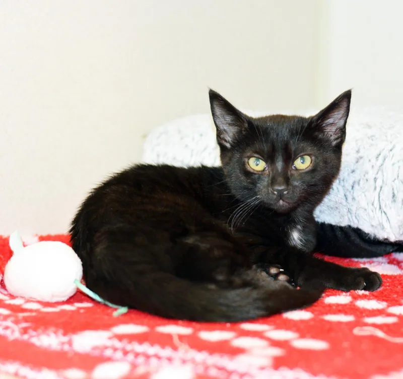 A baby medium-sized female Black Domestic Short Hair cat named Midnight for adoption in San Clemente, CA