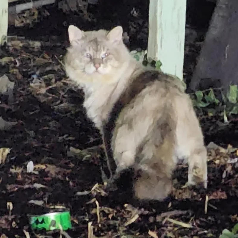 An adult large-sized male Gray & White Domestic Long Hair cat named Mushu & Kahuna for adoption in Lincoln, NE