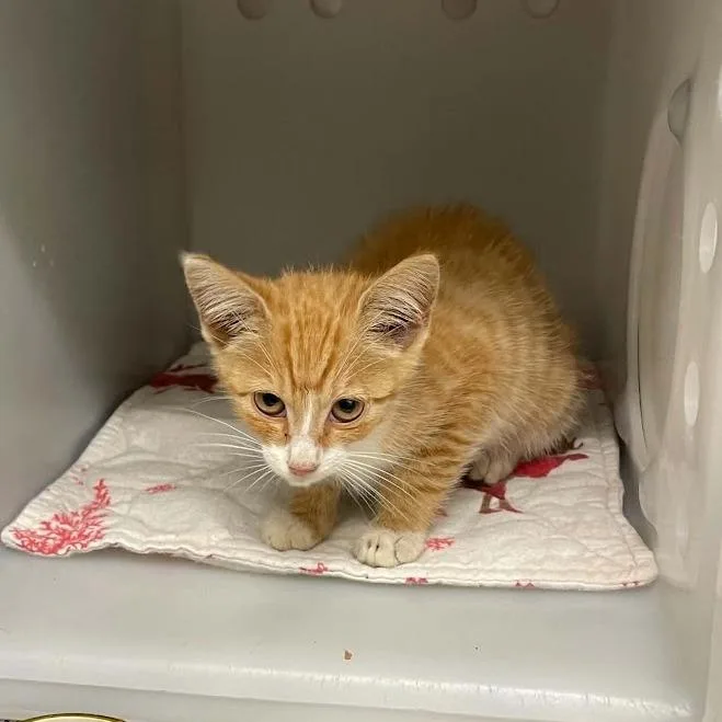 A baby small-sized male Orange / Red Domestic Short Hair cat named Tawny in Manchester for adoption in Alexandria, VA
