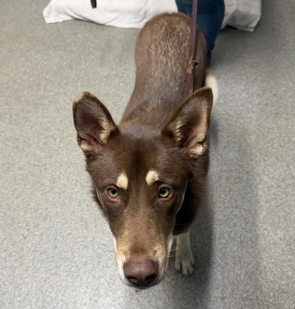 A young large-sized male Siberian Husky dog named Husky for adoption in Escondido, CA