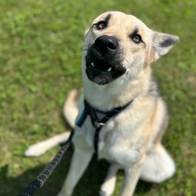 A young medium-sized male White / Cream Shepherd dog named Kerplunk for adoption in Dover, NH