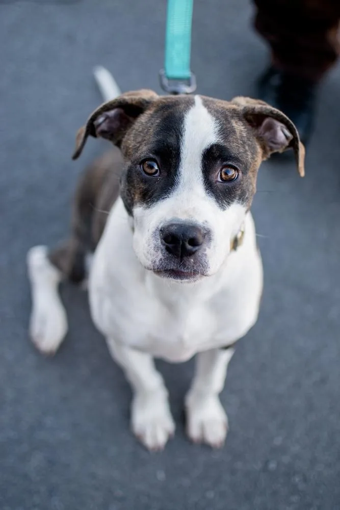 A baby medium-sized male Pit Bull Terrier dog named Arnold for adoption in Frankfort, NY