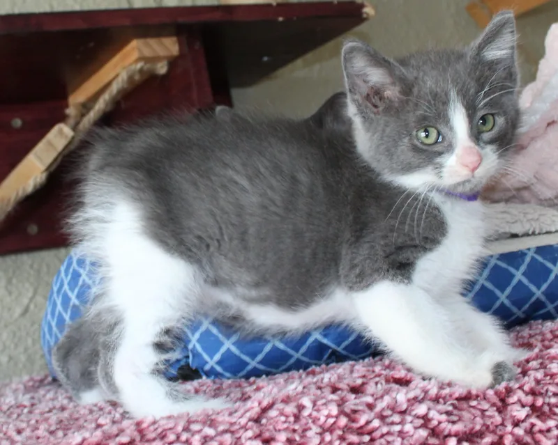 A baby medium-sized male Gray & White Domestic Short Hair cat named Moon for adoption in Huron, SD