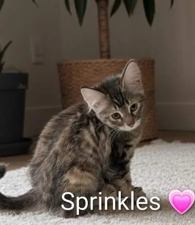 Sprinkles