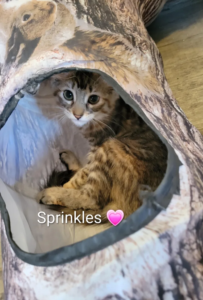 Sprinkles thumbnail 2
