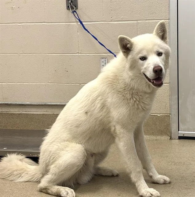 A young large-sized male Siberian Husky dog named Falcon for adoption in Grand Prairie, TX