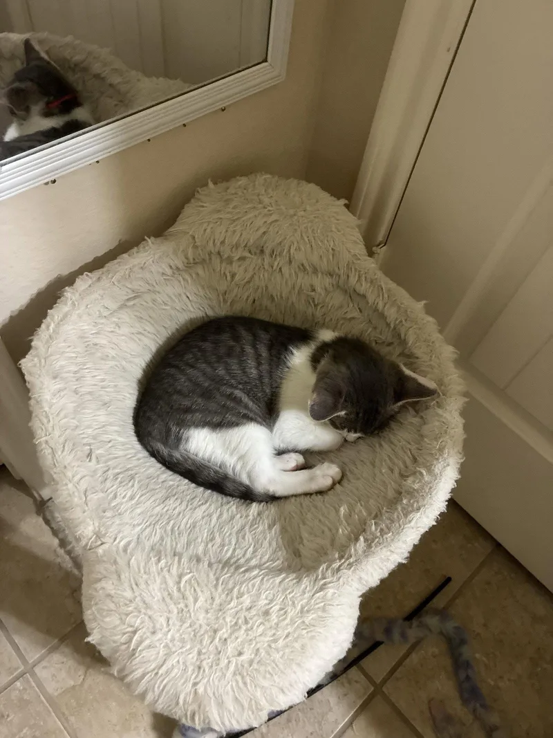 A baby medium-sized female Gray & White Domestic Short Hair cat named Emma for adoption in Plano, TX
