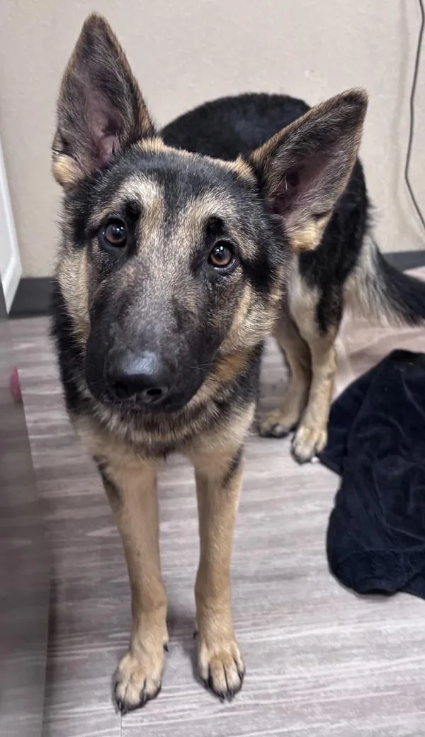 Cherry Blossom thumbnail 2