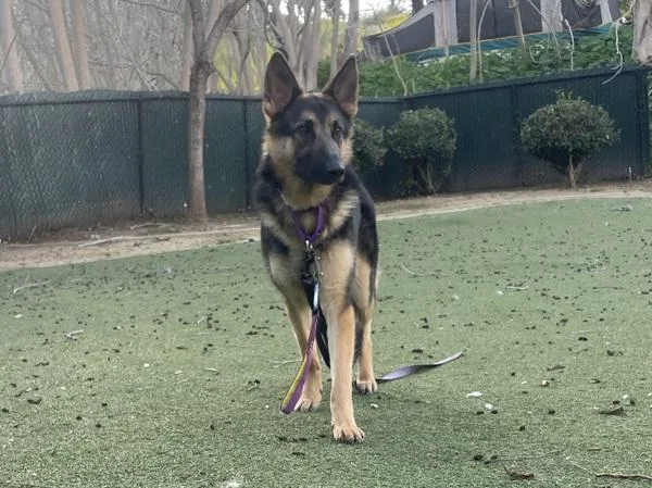 Cherry Blossom thumbnail 3