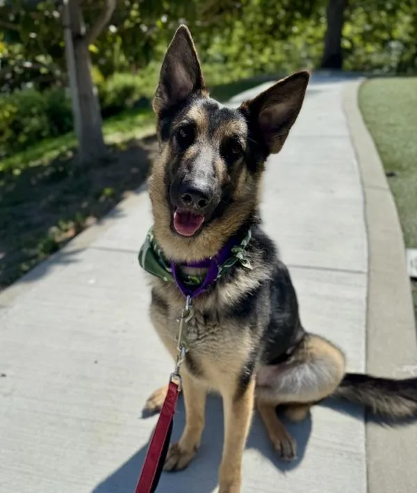 Cherry Blossom thumbnail 4