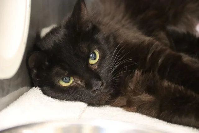 A young small-sized female Turkish Angora cat named Optimus for adoption in Tucson, AZ