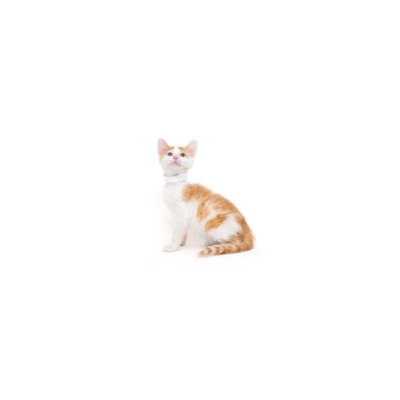 A baby small-sized male White Domestic Short Hair cat named Bomb Pop for adoption in Playa Vista, CA