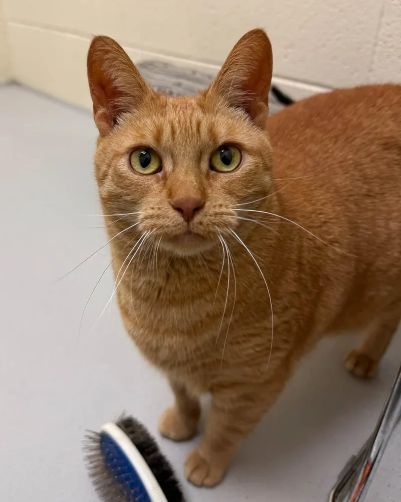 An adult large-sized female Domestic Short Hair cat named Carmel for adoption in Fremont, MI