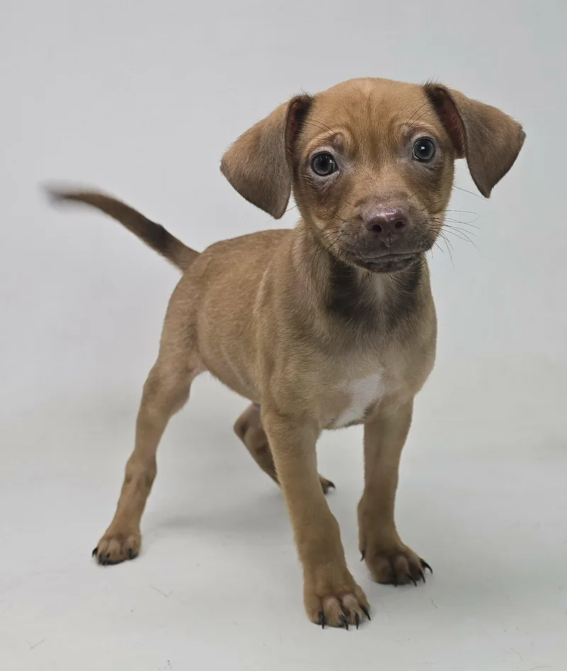 Beholder thumbnail 2