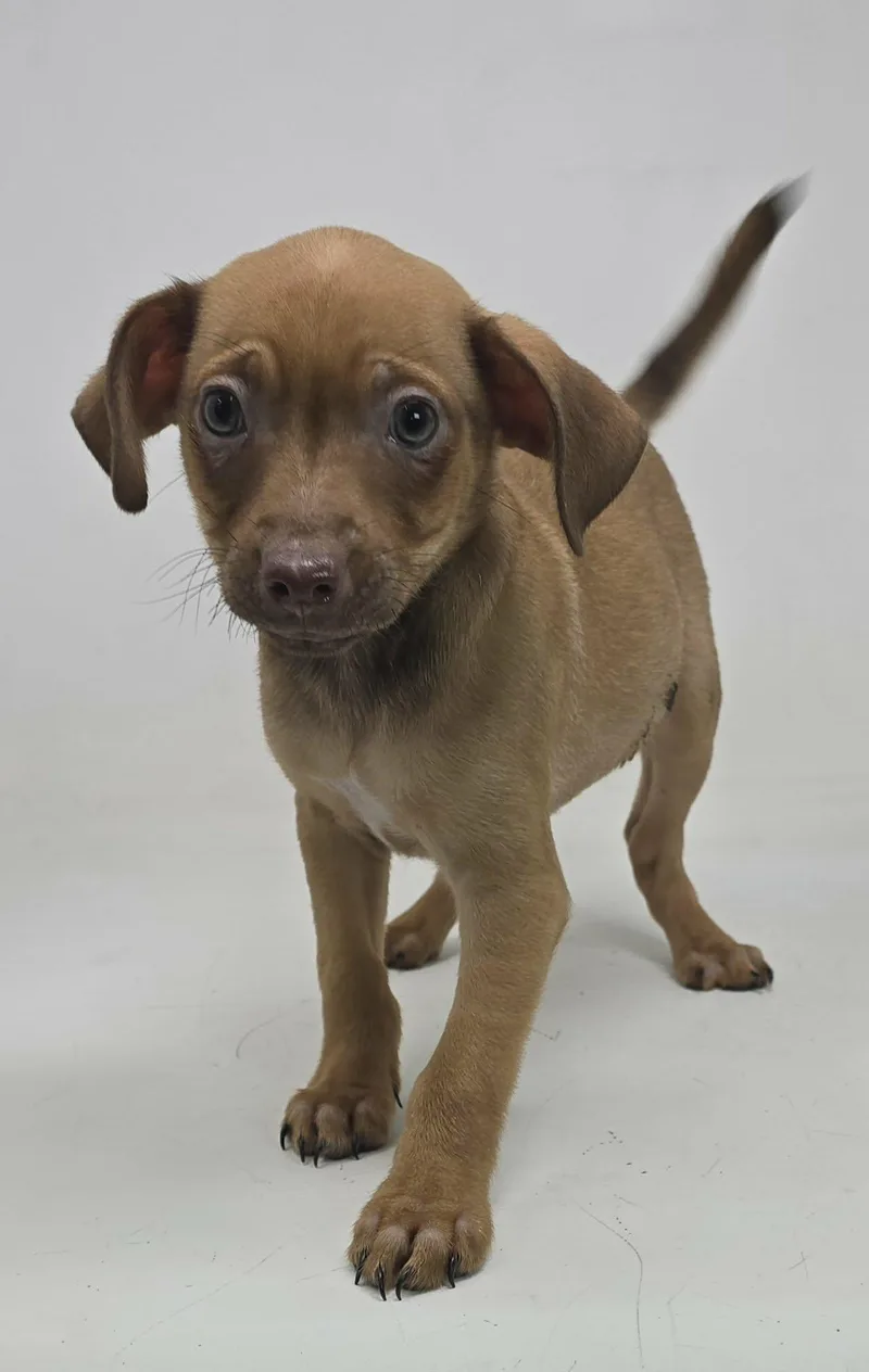 Beholder thumbnail 3