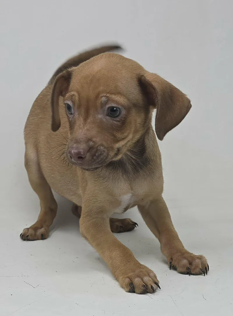 Beholder thumbnail 4