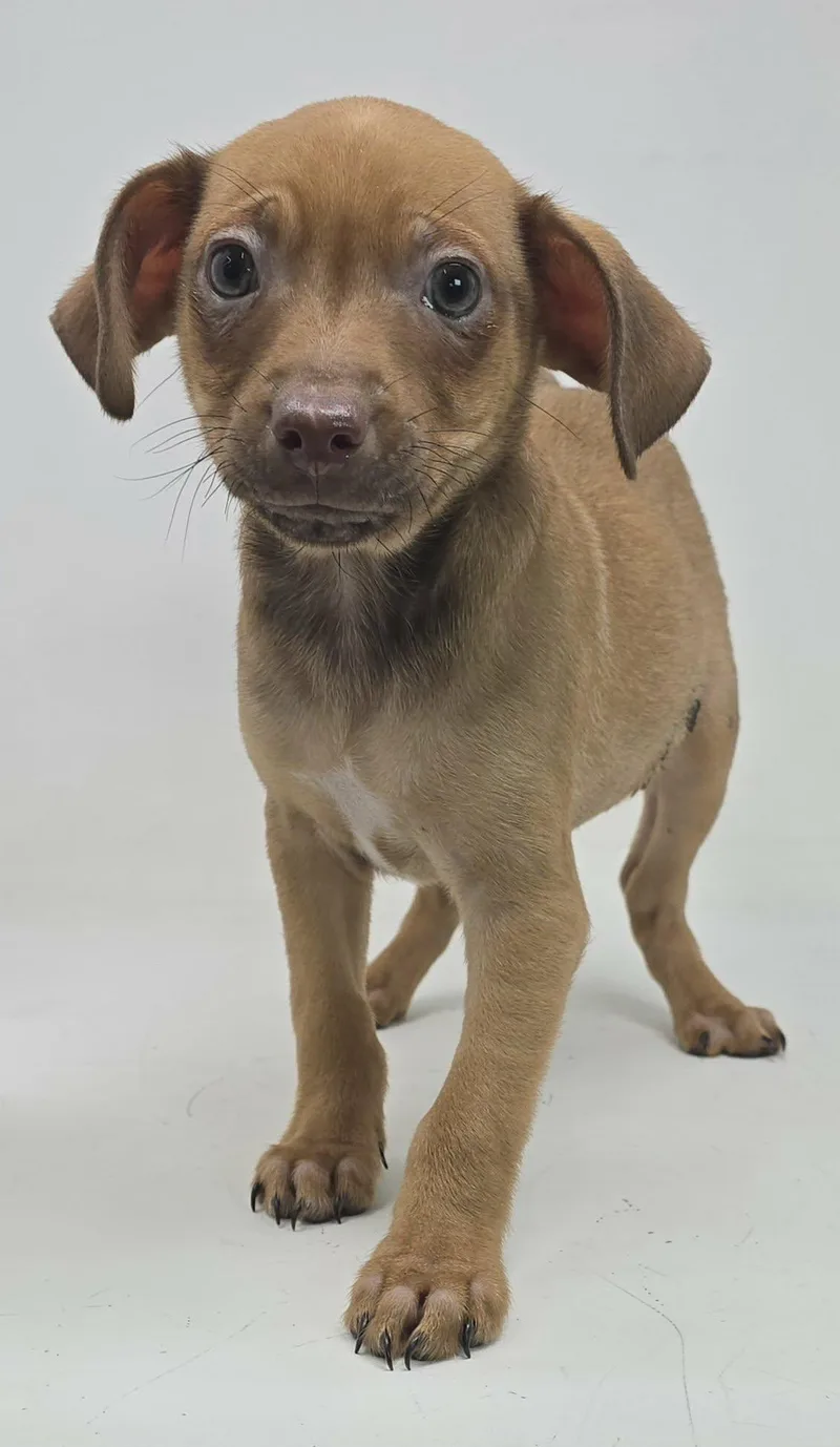 Beholder thumbnail 5