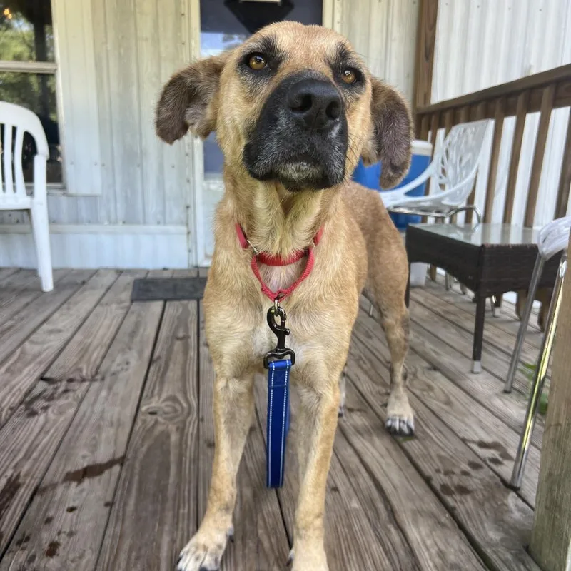 An adult medium-sized female Golden Shepherd dog named Hazel for adoption in Spring, TX